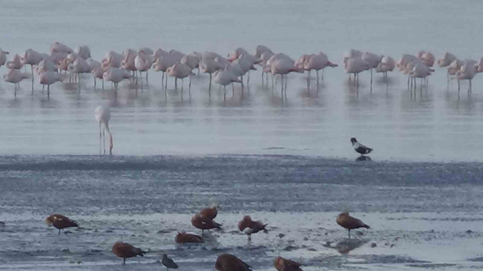 Flamingolar Van’ı çok sevdi