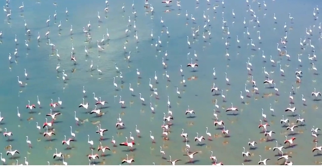 Flamingolar Van’ı çok sevdi