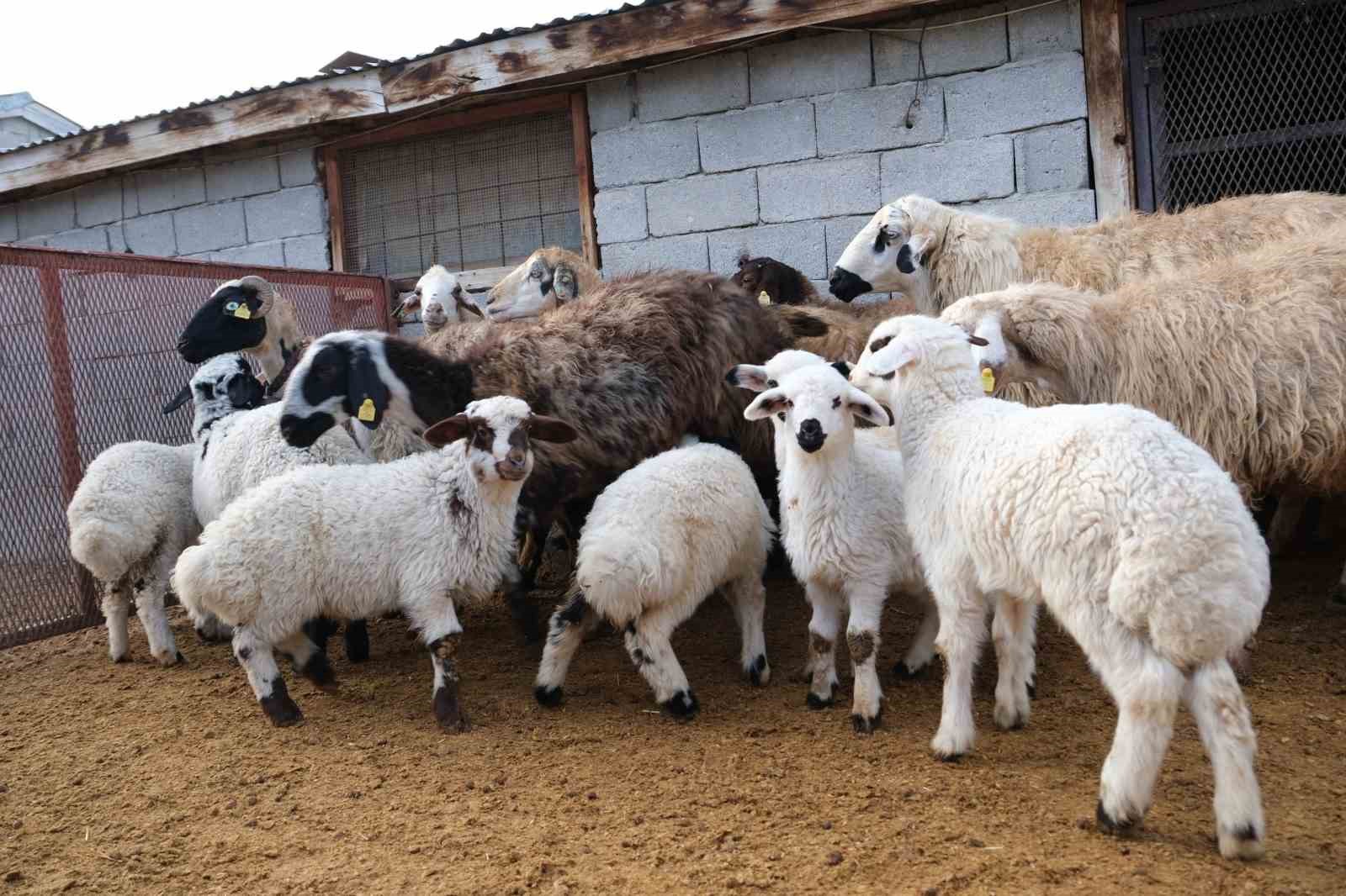 Erzincan’da yılın son kuzuları üreticilerin yüzünü güldürdü