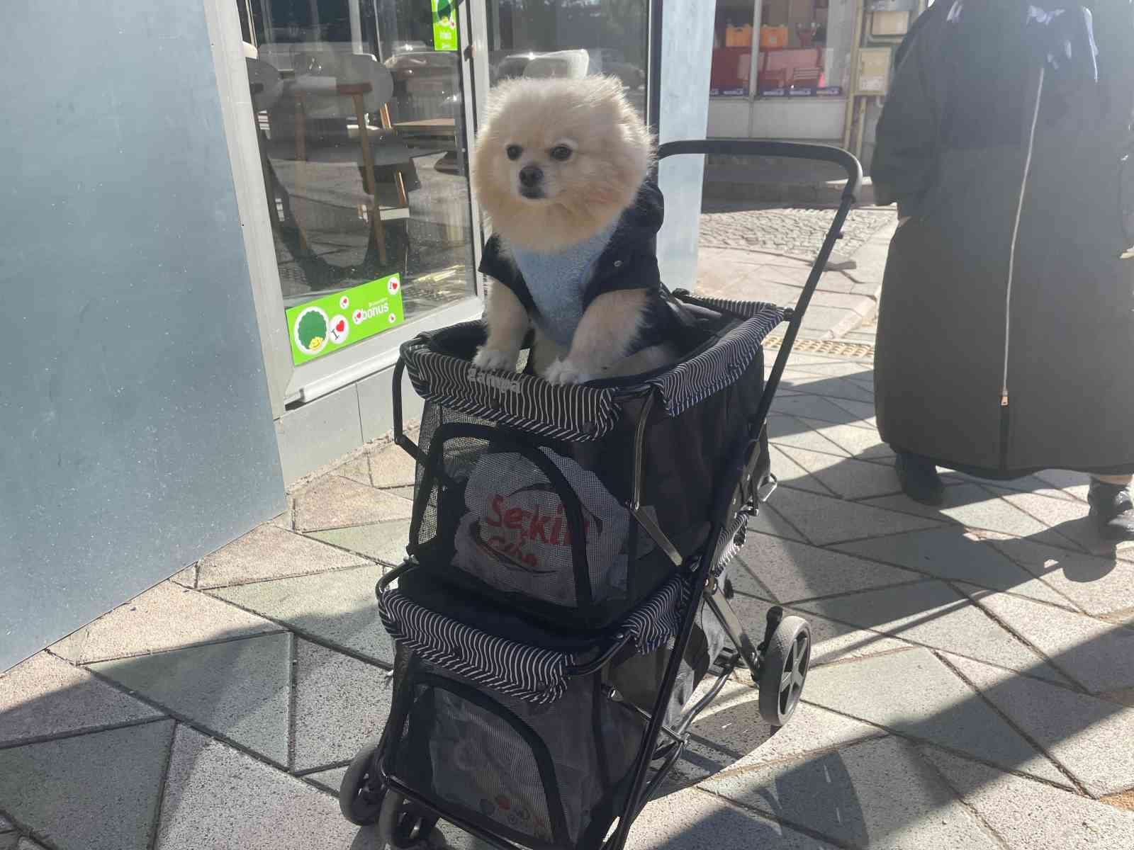 Köpeğini gezdirme arabasıyla bebek gibi dolaştırıyor