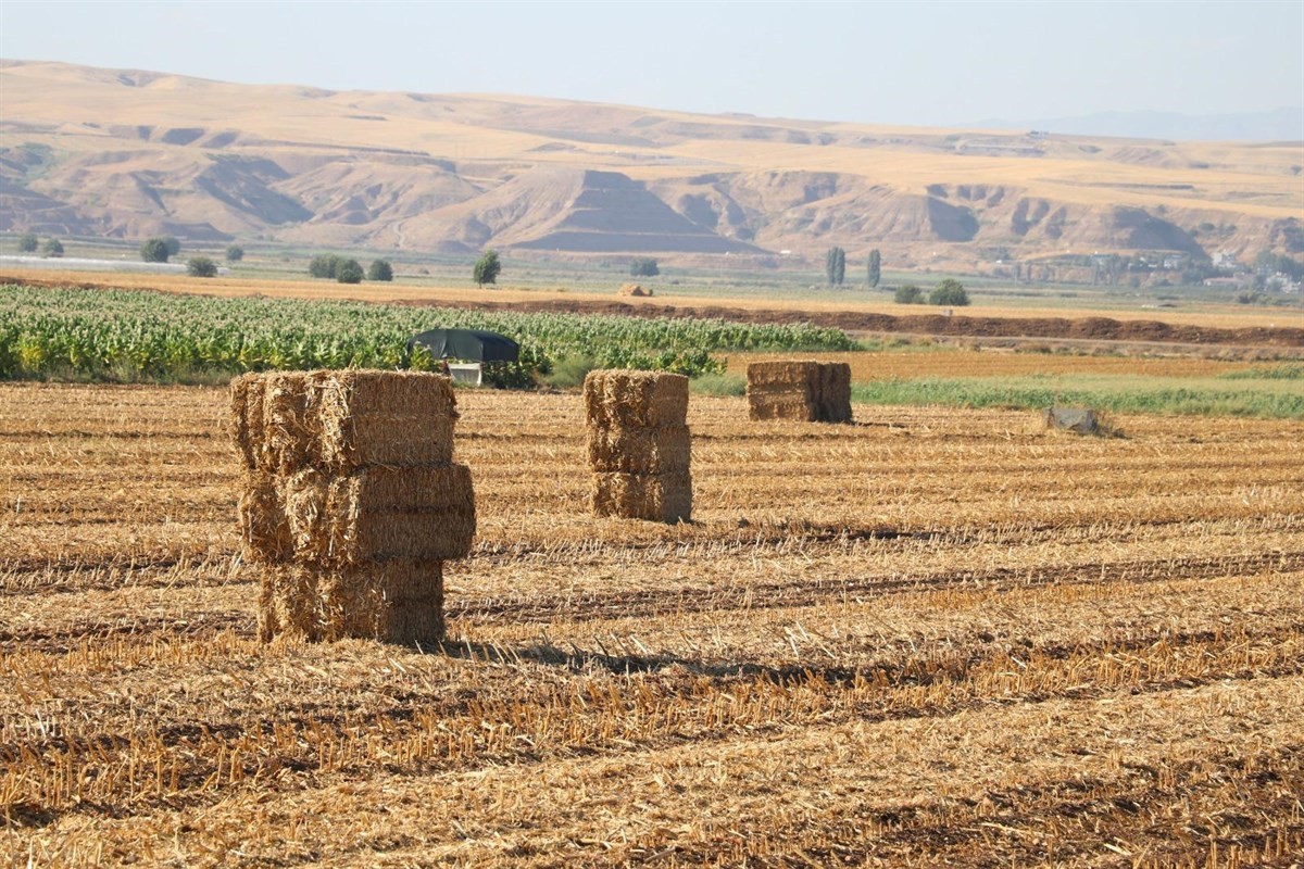 Anız yakanlara 22 milyonluk ceza