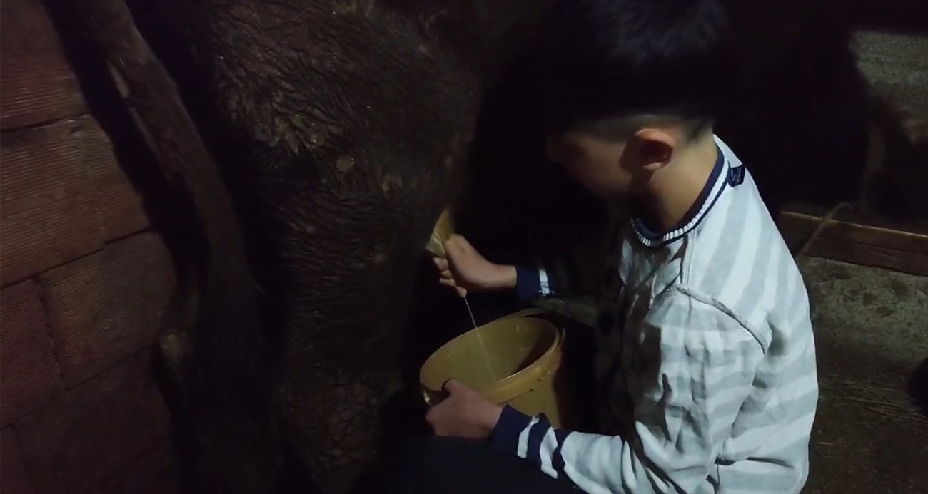 Annesi trafik kazası geçirdi, ahır işleri ona kaldı