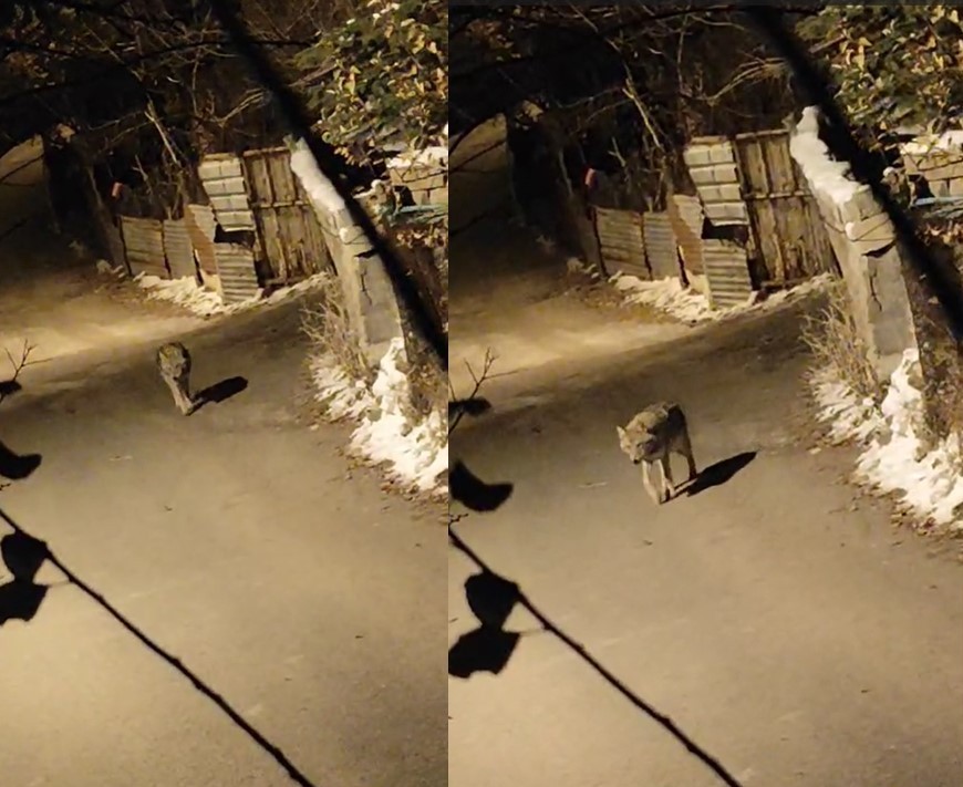 Kış vahşi hayvanlar için de çetin geçiyor: Aç kalan kurt şehir merkezine indi