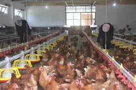 Türkiye’den AB ülkelerine kanatlı eti ihraç edilecek