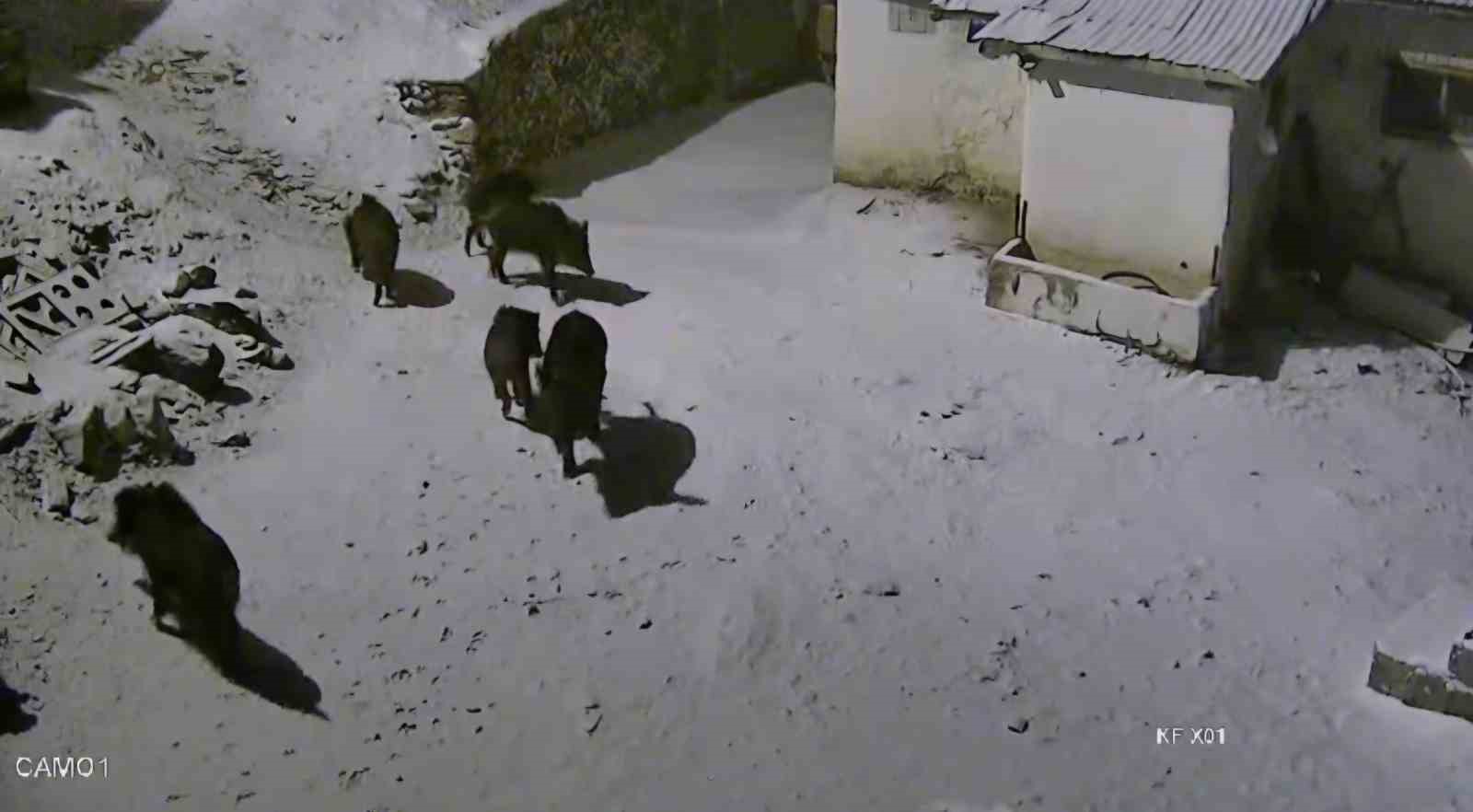 Aç kalan domuz sürüsü yerleşim yerine indi: O anlar kamerada