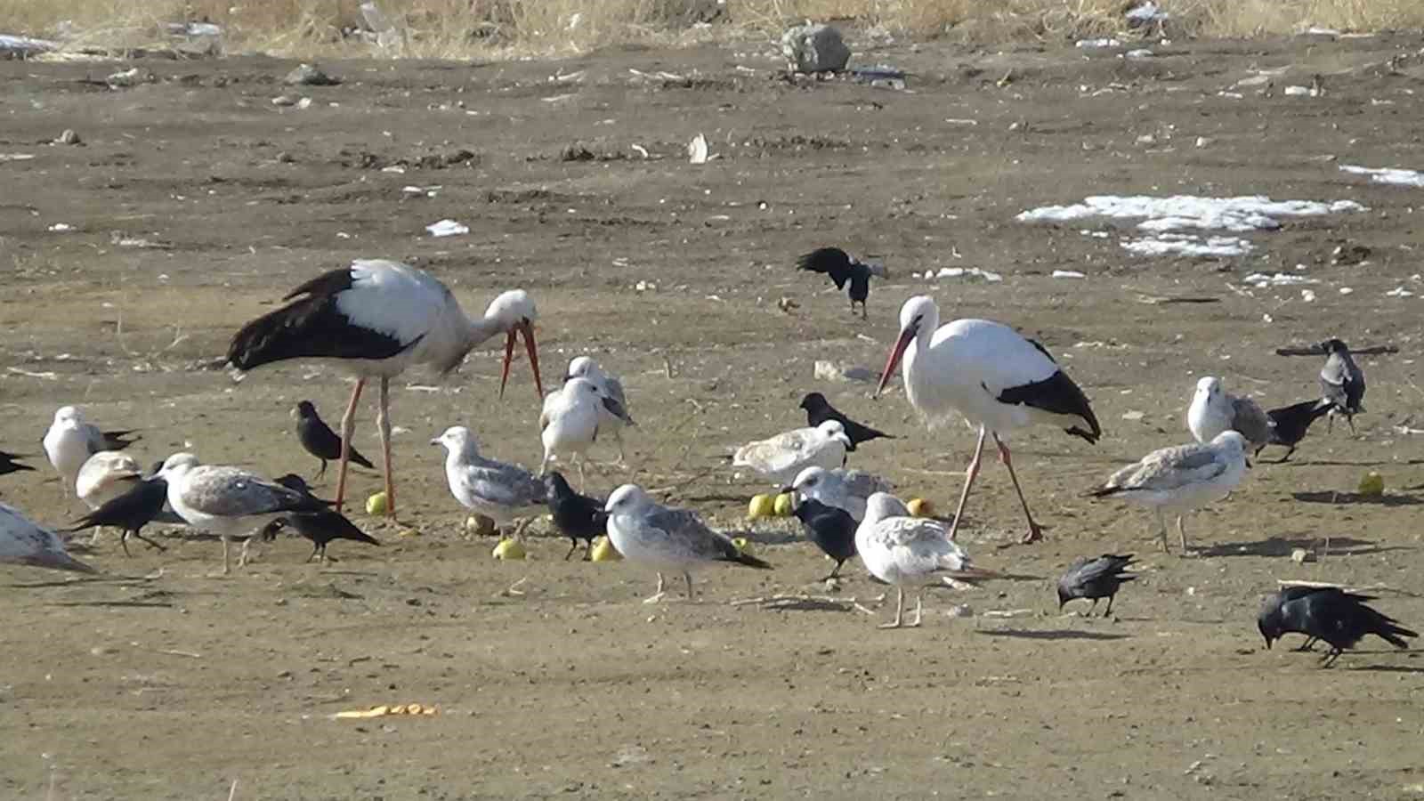 Baharın müjdecisi leylekler bu yıl da Van’dan göç etmedi