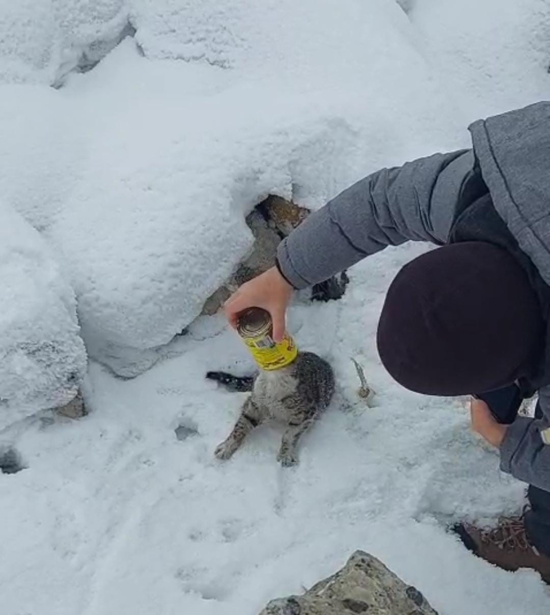 Başı konserve kutusuna sıkışan kediyi  iki kardeş kurtardı