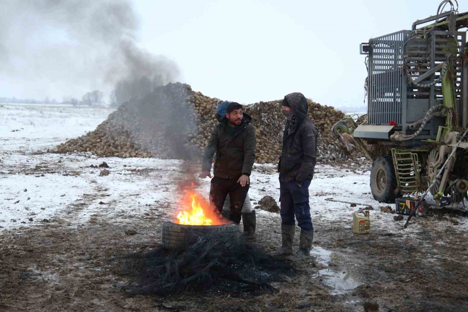 Muş’ta kar altında şeker pancarı hasadı