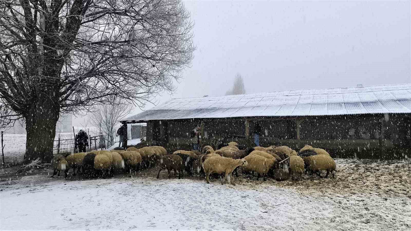 Besicilerin zorlu mücadelesi