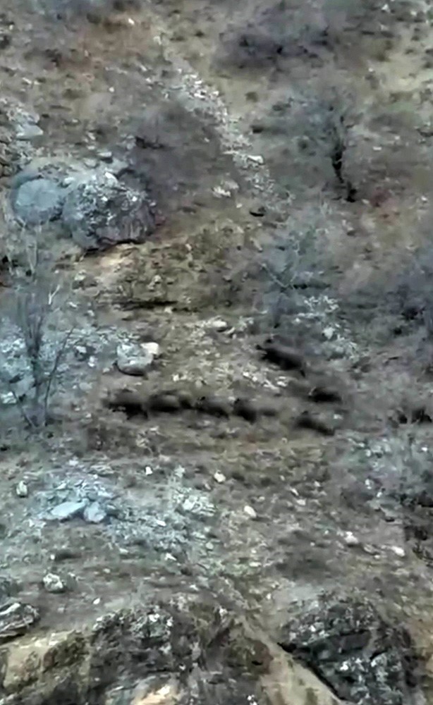 Domuz sürüsü yerleşim bölgelerine indi