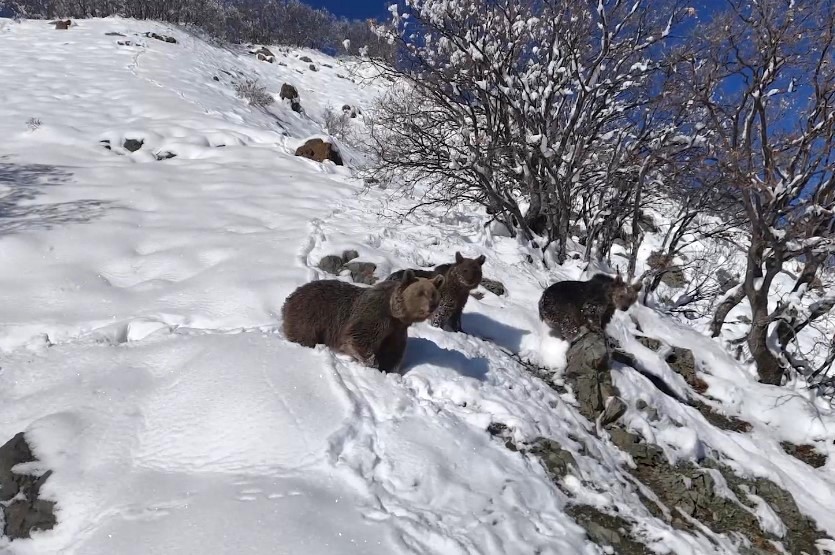 Dron kamerasına yakalanan görüntüler, belgeselleri aratmadı