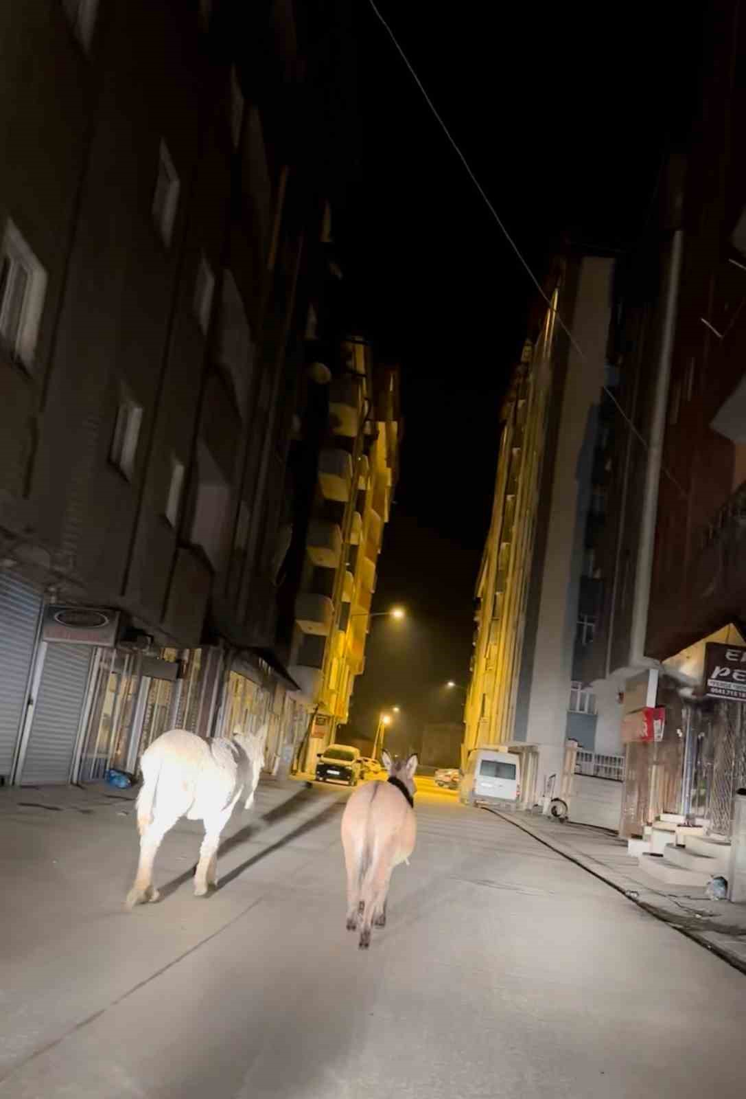 Hakkari’de caddede yürüyen başıboş eşekler görenleri gülümsetti