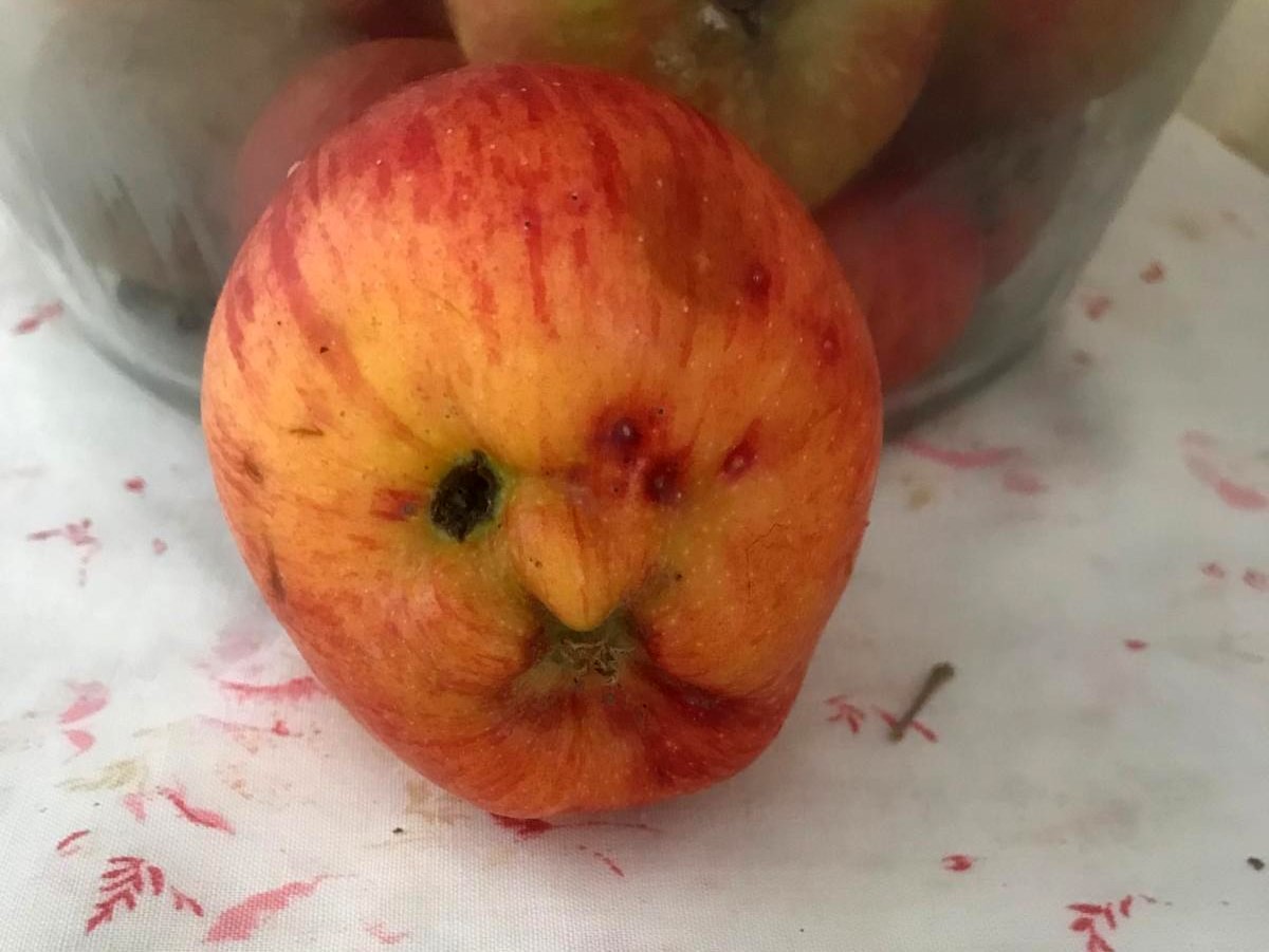 İnsan yüzlü elma görenleri şaşırttı