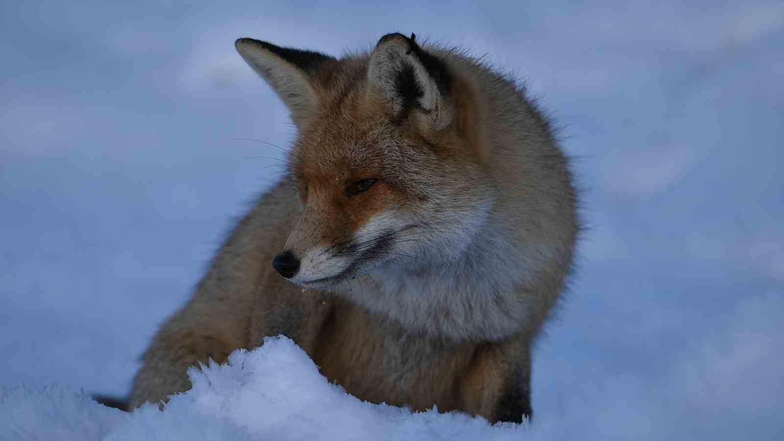 Kendisine verilen etlerin yarısını yedi, yarısını kara gömdü