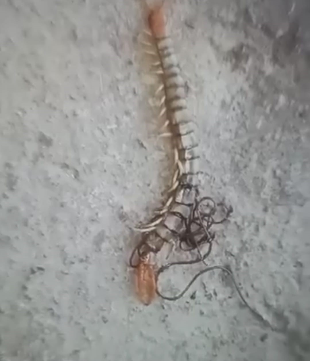 Kırkayağın içinden çıkanı görünce neye uğradığını şaşırdı