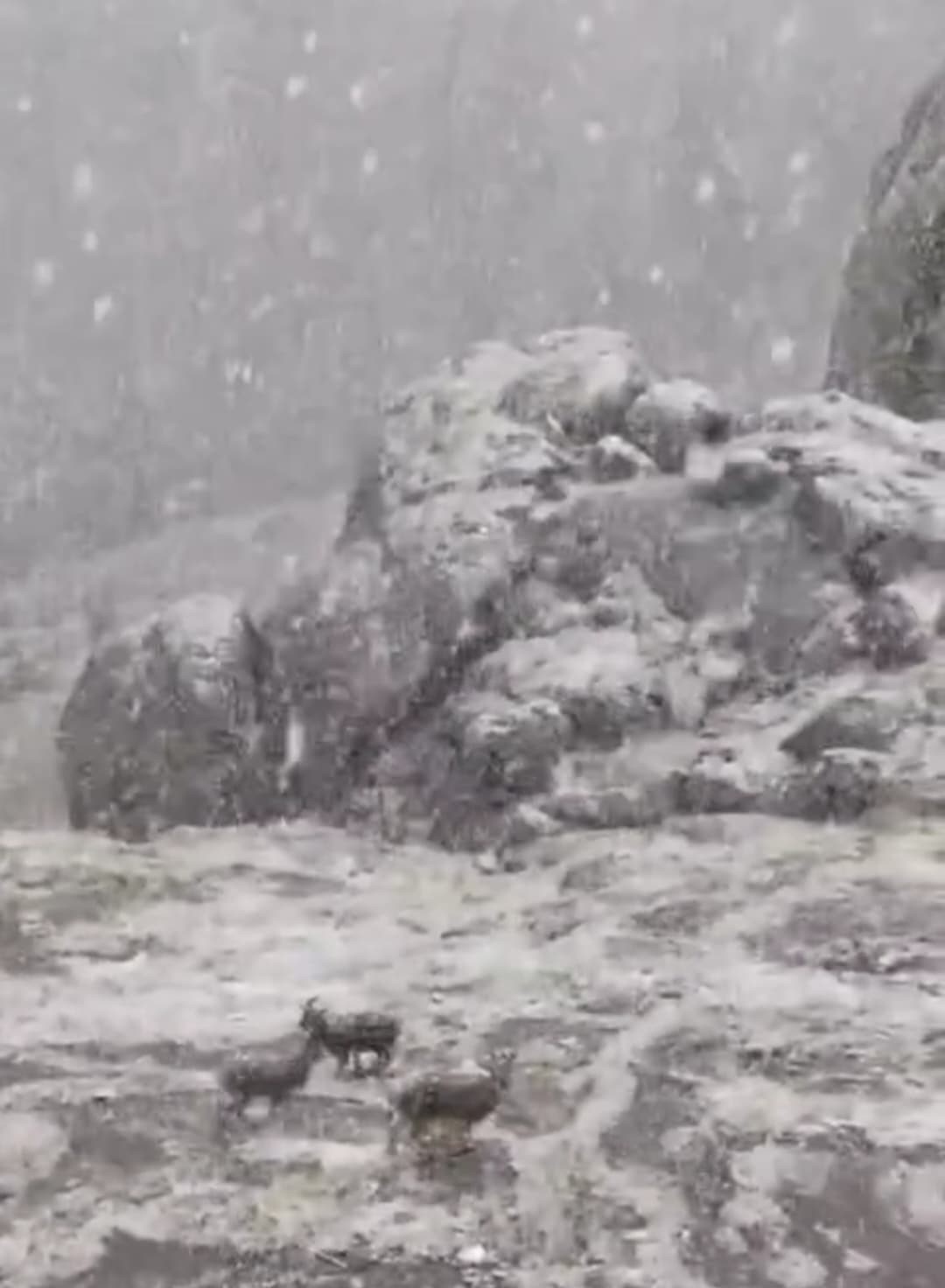Koruma altındaki  dağ keçileri kar altında yiyecek aradı
