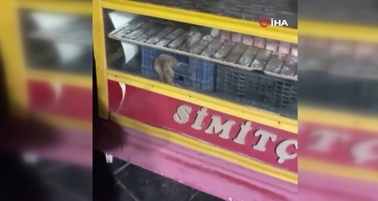 Seyyar simit tezgahında fare