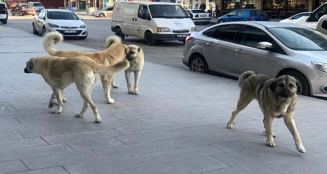 Saadet Partisi Van İl Başkanı İlhan: “Başıboş Sokak Köpekleri ile ilgili kalıcı çözüm şart”