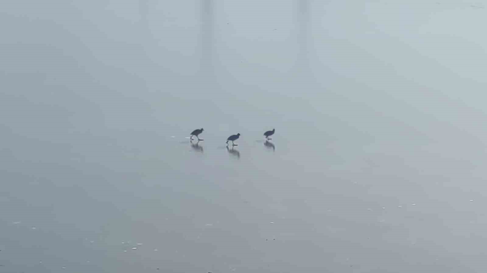 Van’da dereler dondu, ağaçlar kırağı tuttu