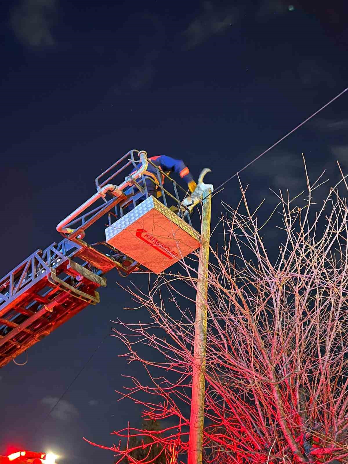 Van’da direkte mahsur kalan kedi kurtarıldı