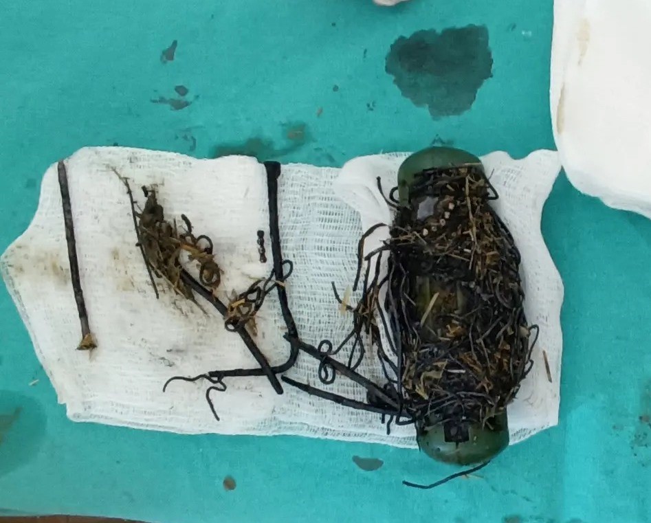 Van’da ineğin karnından çıkanlar şaşırttı