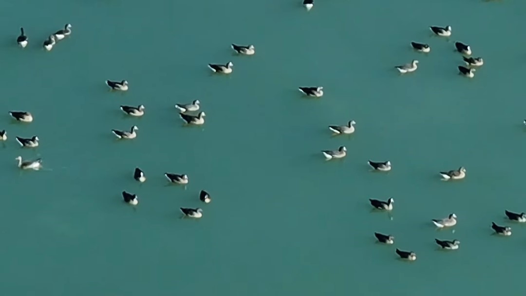 Van’ın kuş cenneti, yaban kazlarına ev sahipliği yaptı