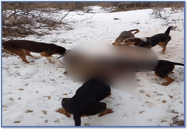 Yaralı domuza  işkence yapan avcıların yaptıkları cezasız kalmadı