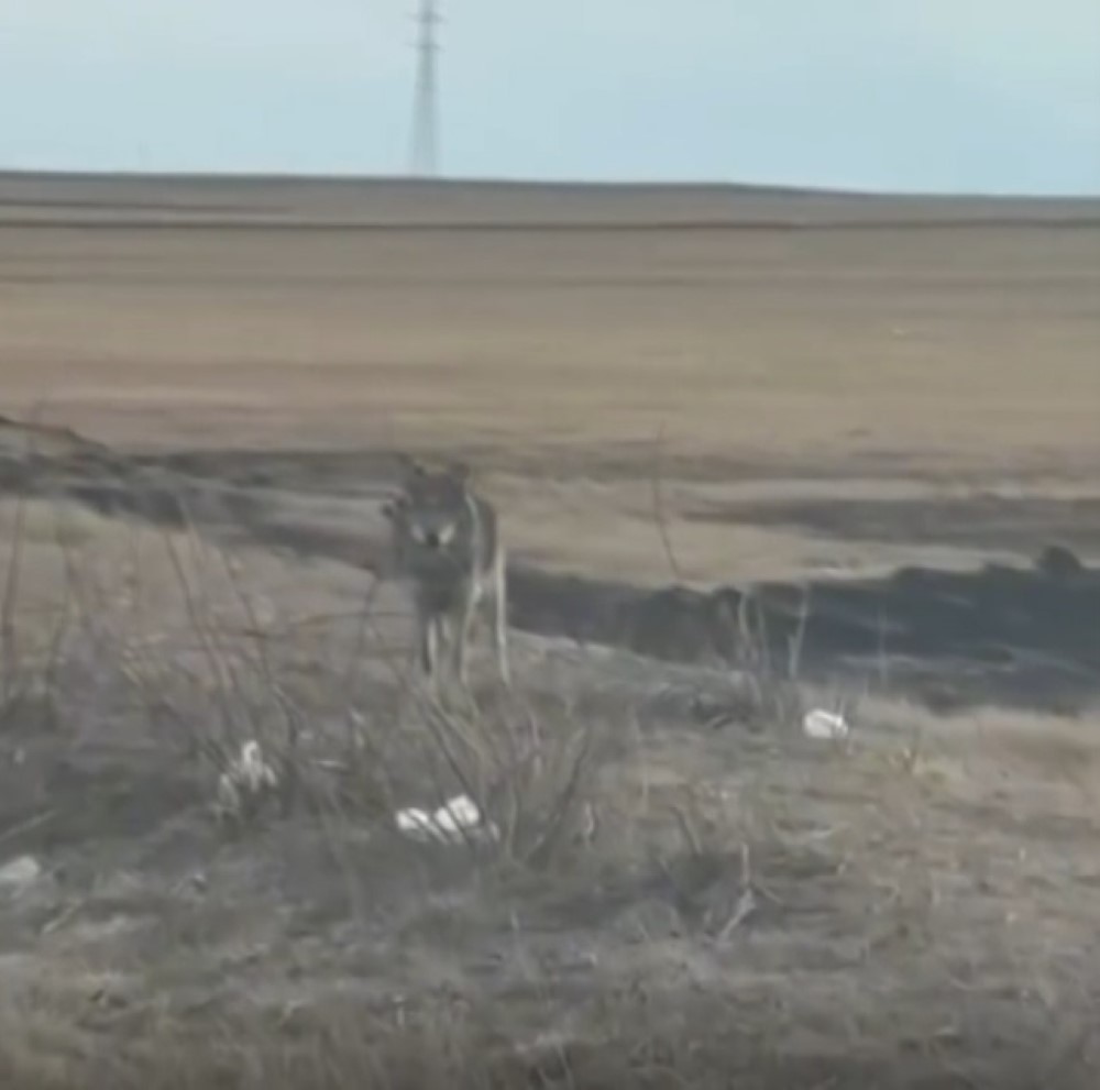 Yol kenarına inen kurt kamerada