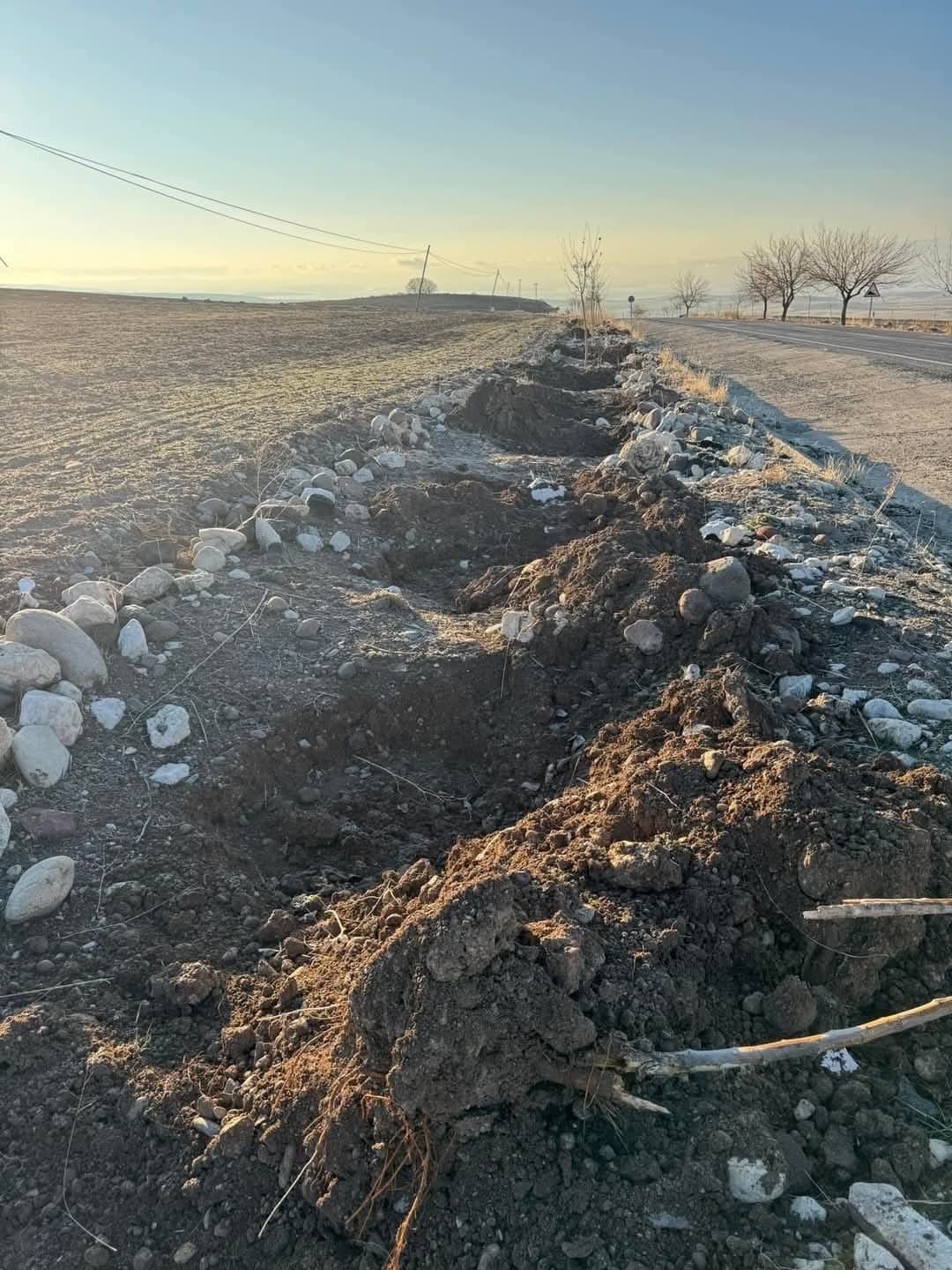 Yol kenarında dikili fidanları çaldılar