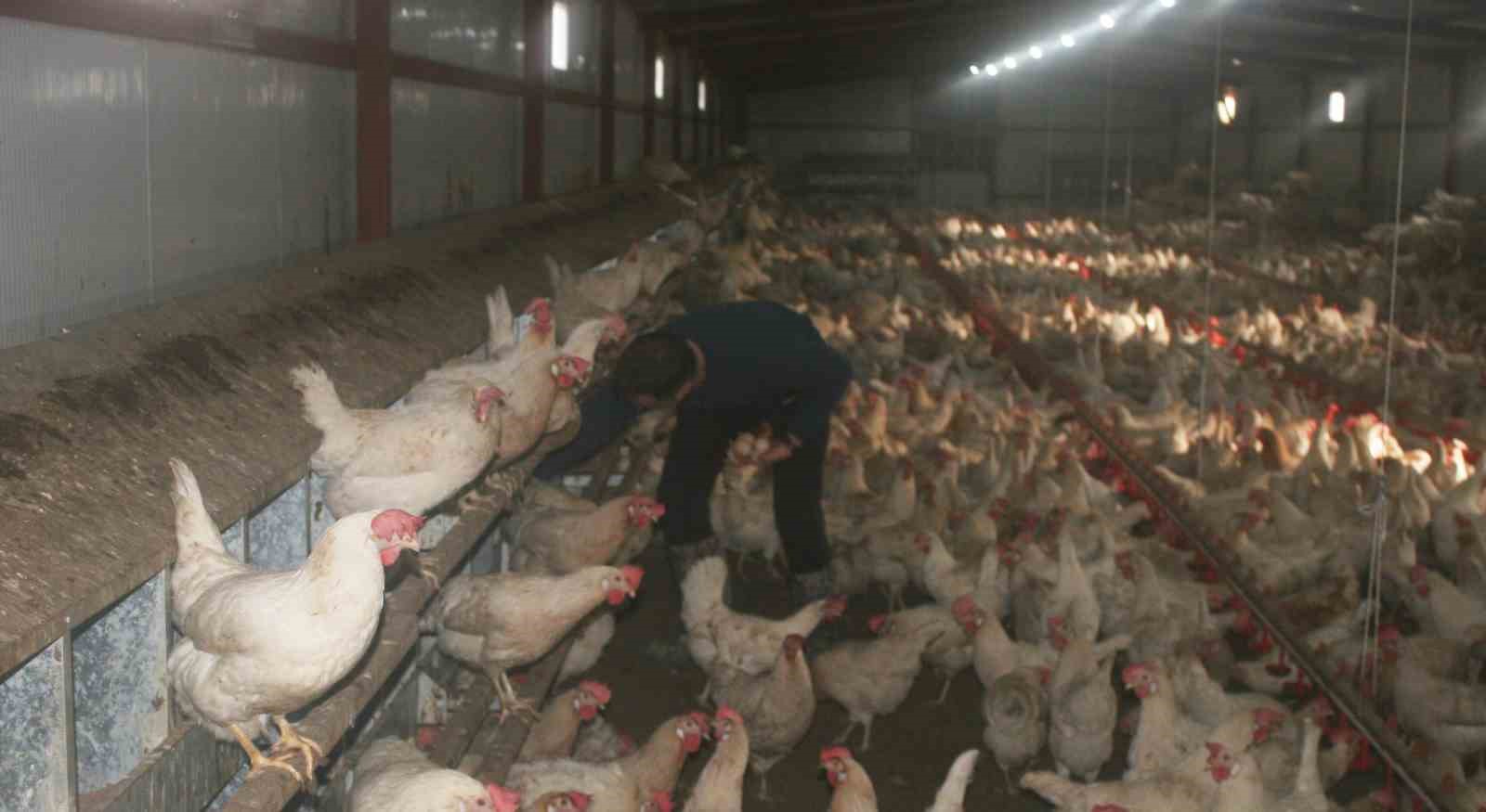 Hobi olarak başladı, şimdi 3 bin tavuğu var