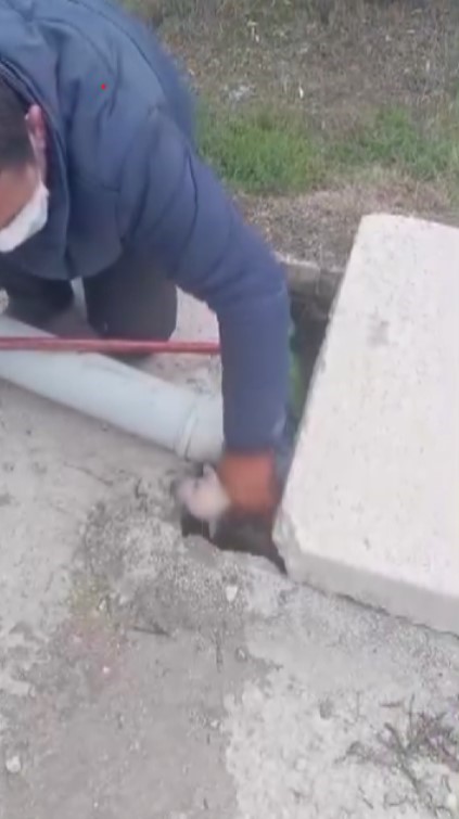 Kuyuya düşen 3 yavru köpeğin yardımına vatandaş koştu