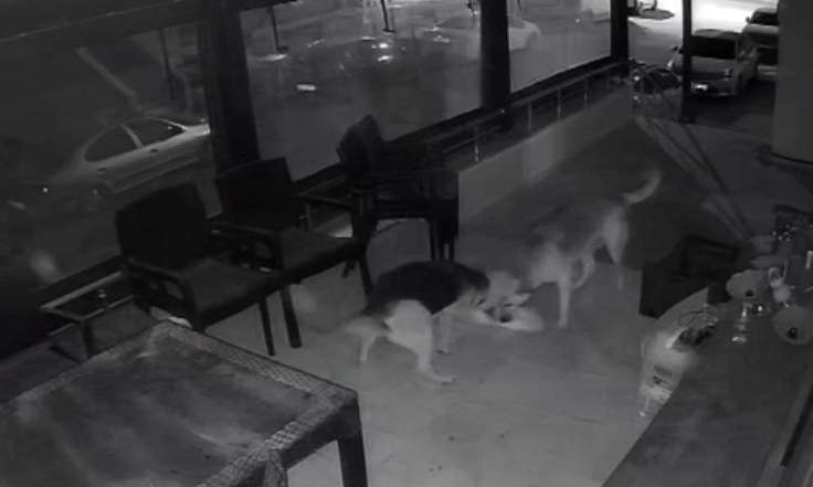 Sokak köpekleri ile kedinin kavga anı kamerada