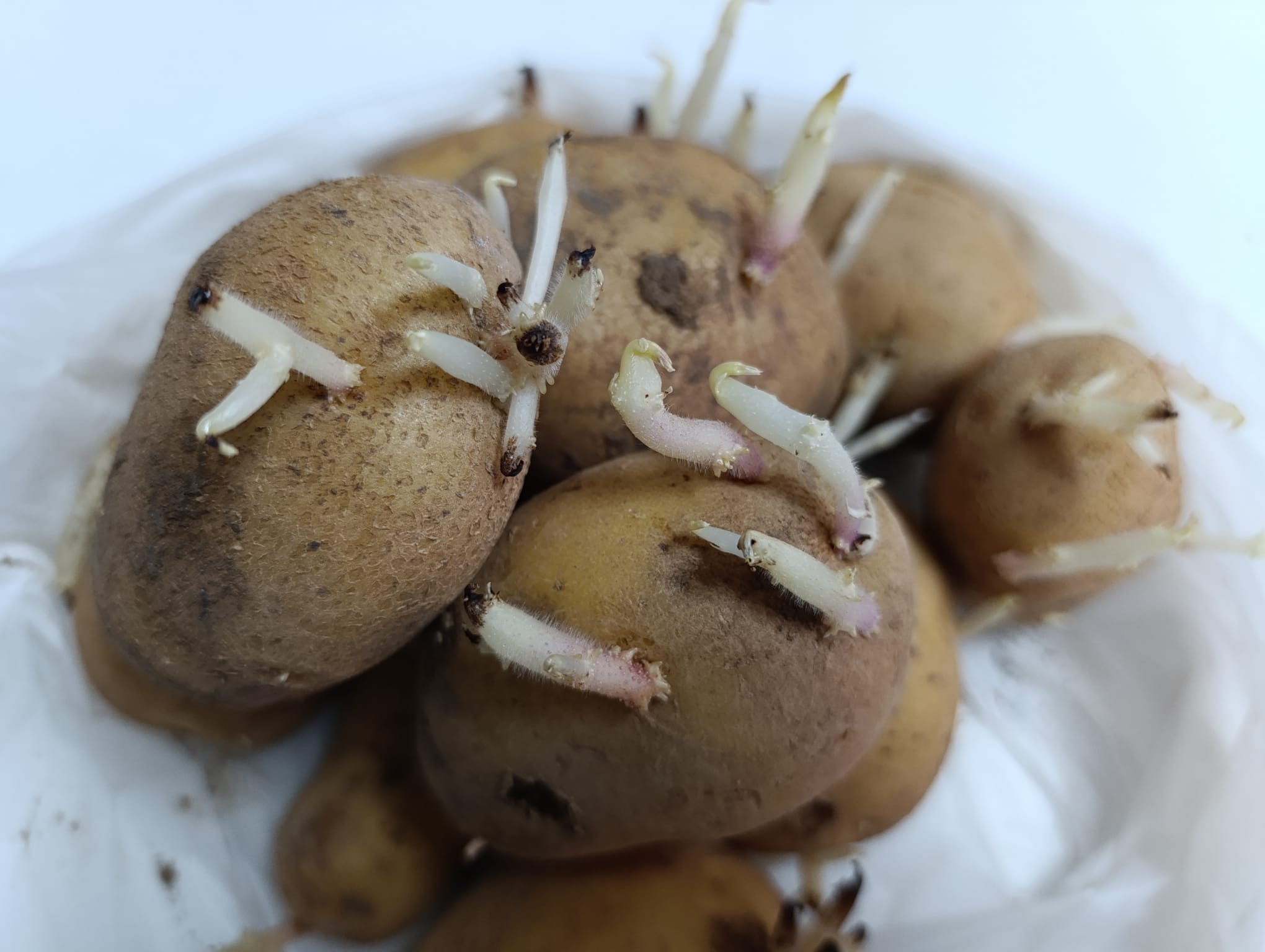 Filizlenen patates yenir mi? Uzmanından önemli uyarı!