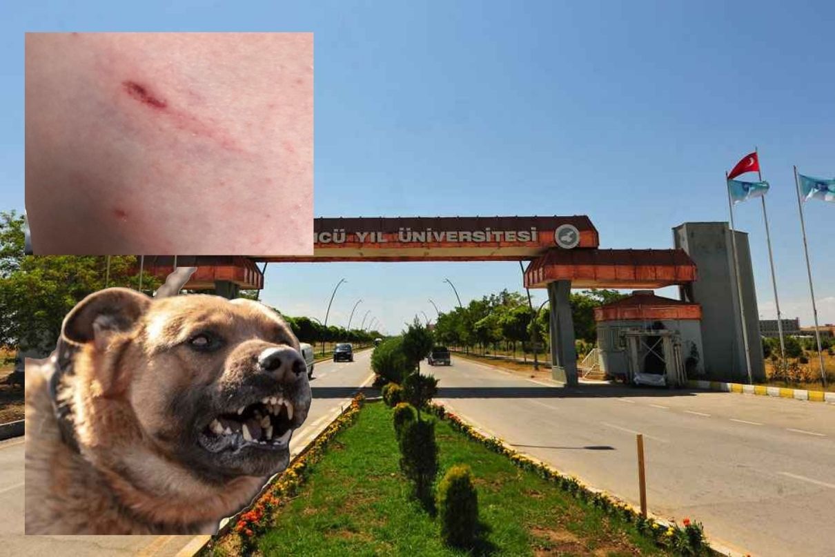 Van YYÜ’de Köpek Dehşeti! Güvenlik Zafiyeti Tartışma Konusu