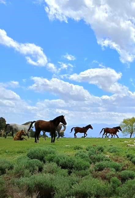 Doğada özgürce yaşayan yılkı atları havadan görüntülendi