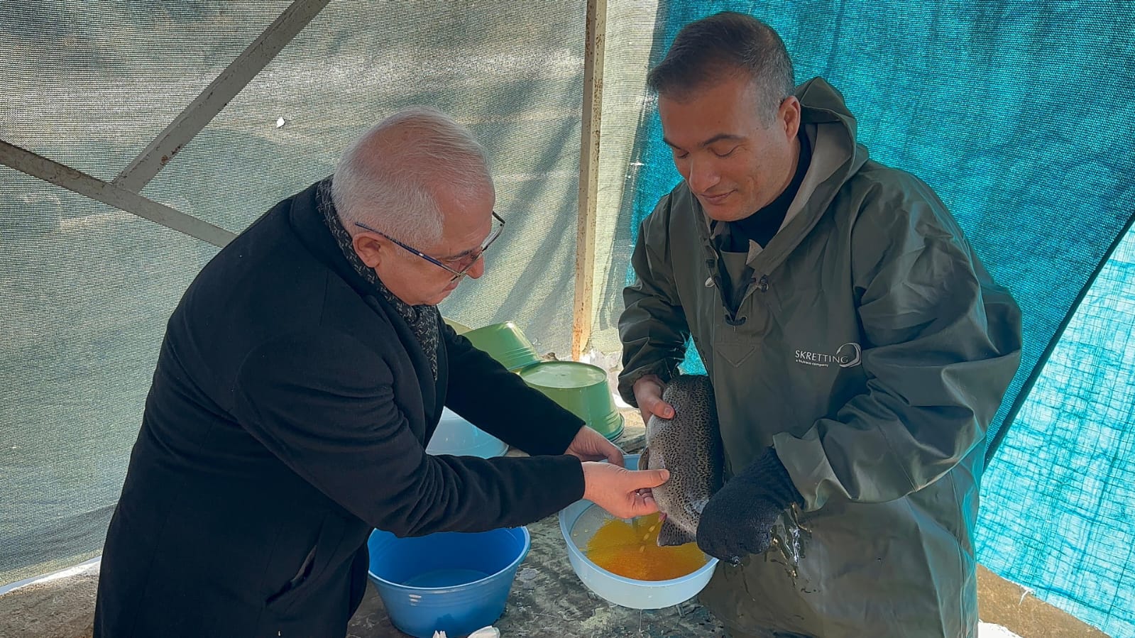 Van’da buz gibi havada alabalık sağımı gerçekleştirildi