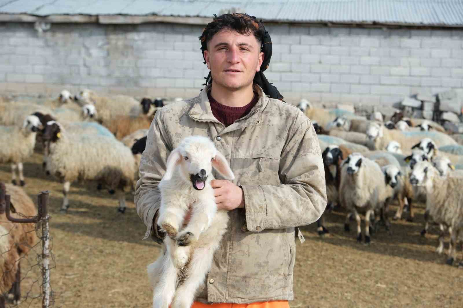 Annesinin reddettiği engelli kuzuya evinde bebek gibi bakıyor