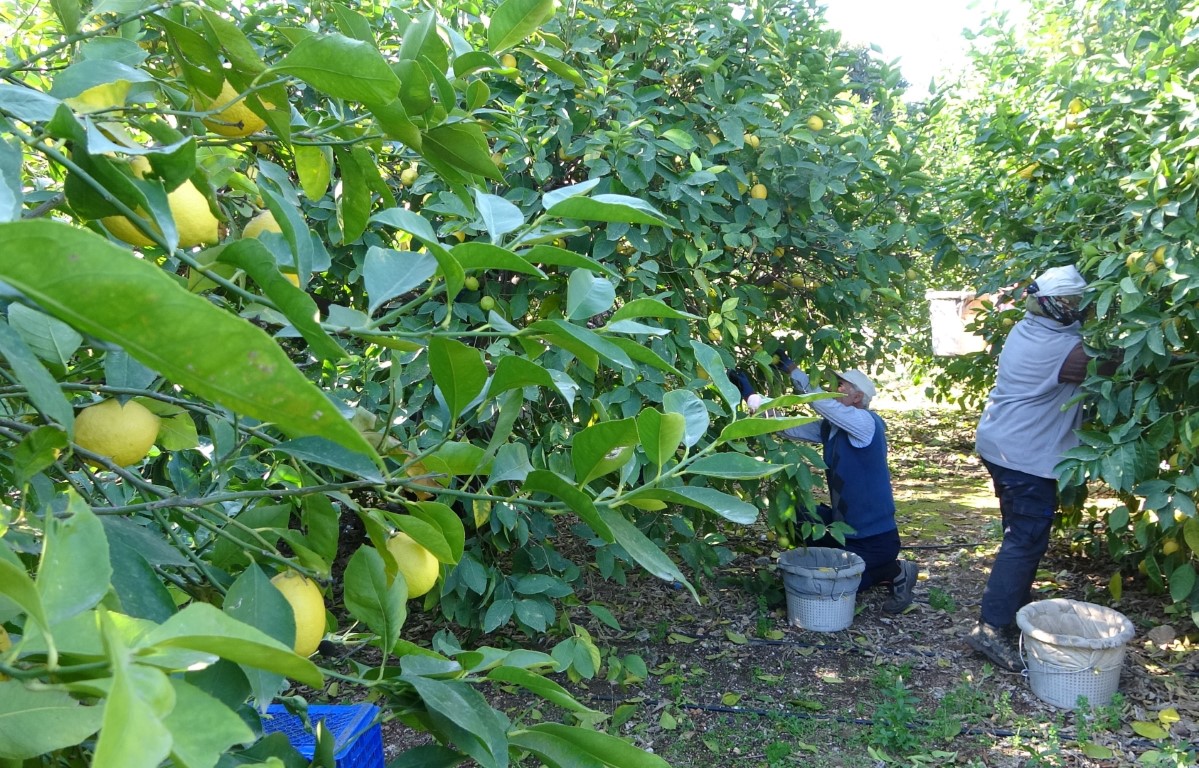 Limonun bahçeki fiyatı 6-7 TL’ye kadar düştü