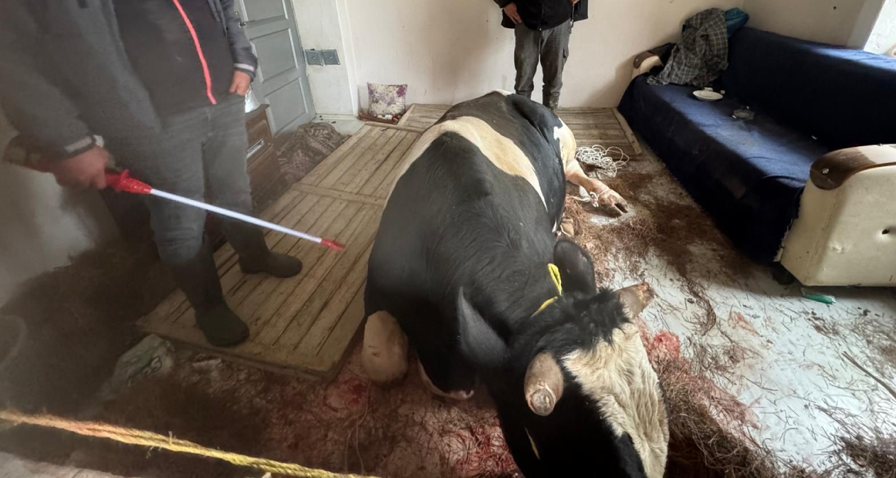 Kahvaltı yapan çocukların bulunduğu salona inek daldı