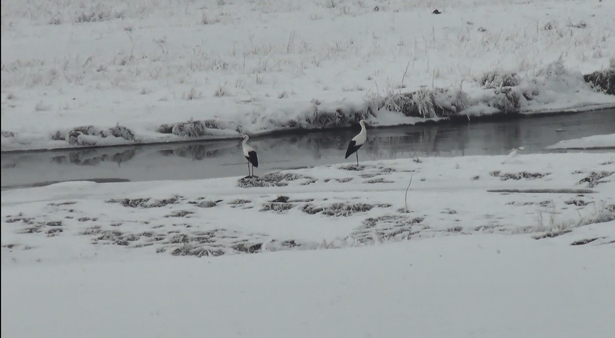 Göç edemeyen leylekler kar üstünde görüntülendi