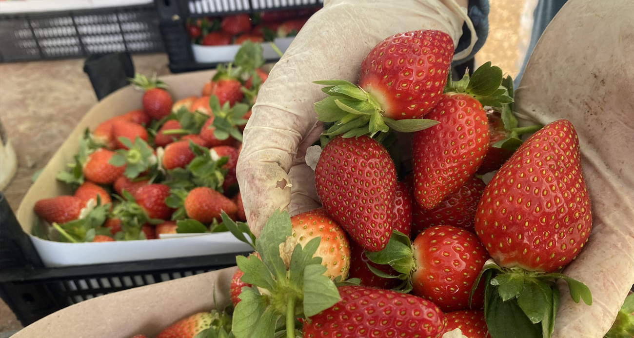 Seradaki çileğin fiyatı 1 ayda dip yaptı: Fiyatı 400 TL’den 90 TL’ye düştü