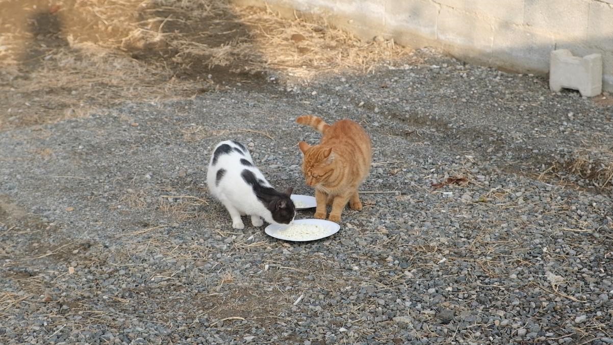 Sahte ürünlere dikkat çekmek için ilginç bir deney yaptılar