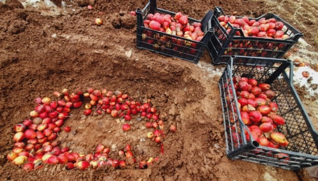 Van’ın Efsane Lezzeti Sêvê Çalê Elması