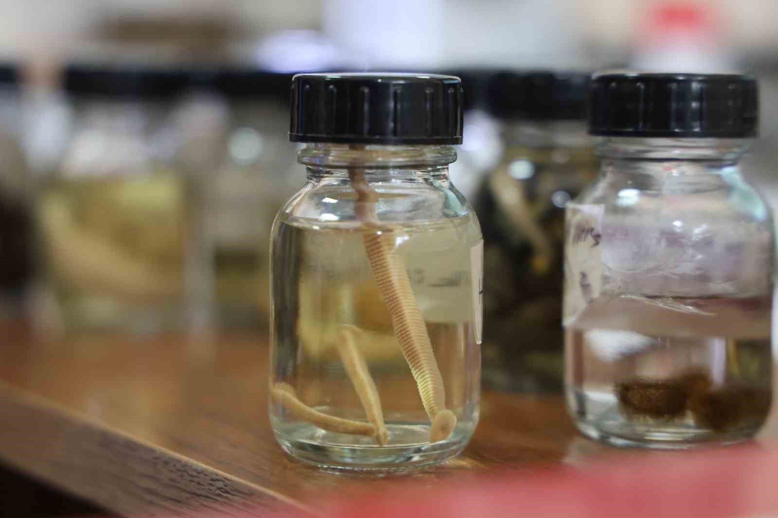 Tıbbi sülükler yalnızca uzman kişilerce kullanılmalı