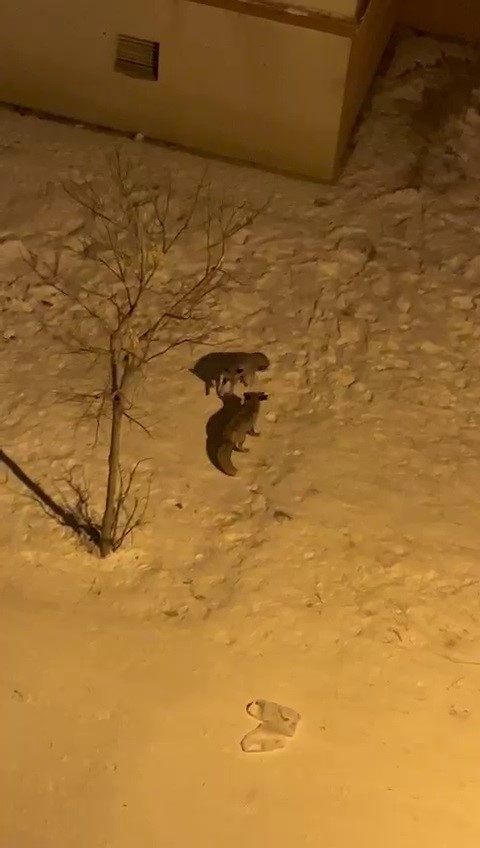 Tilkilerin kar eğlencesi cep telefonu ile görüntülendi