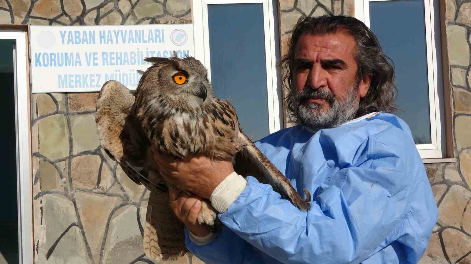 Van’da 2024 yılında 500 yaban hayvanı tedavi edilerek, özgürlüğüne kavuşturuldu