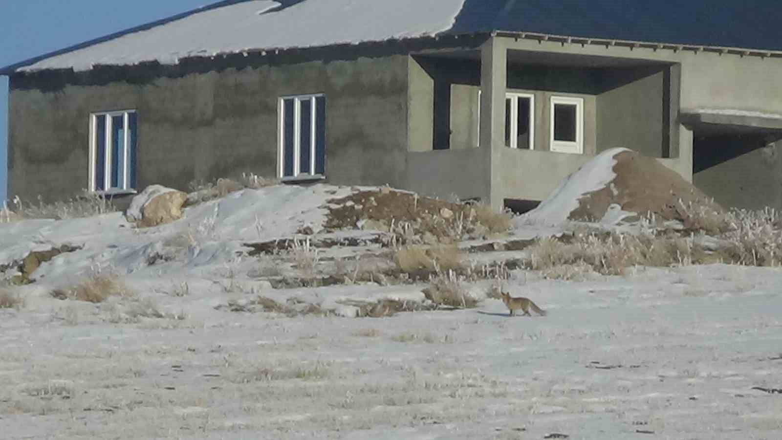 Van’da aç kalan tilkiler yerleşim yerlerine indi