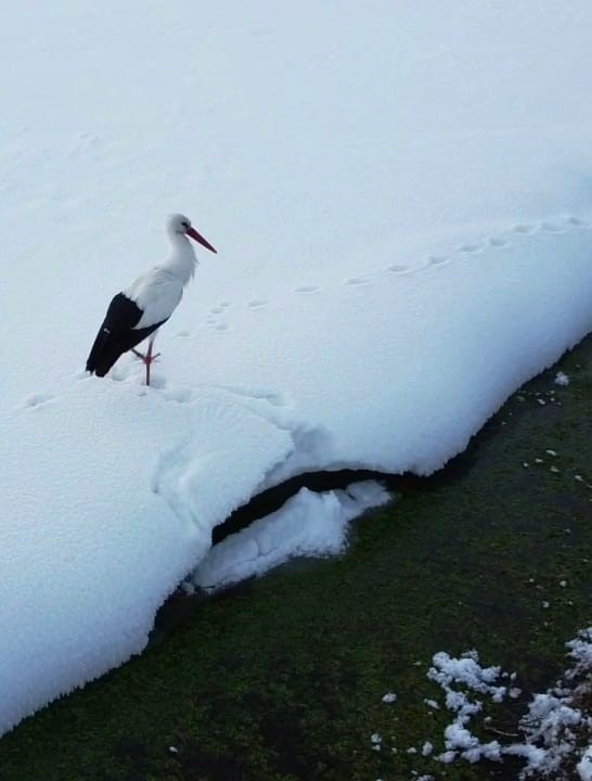 Van’da  iki leylek dondurucu soğuğa direniyor