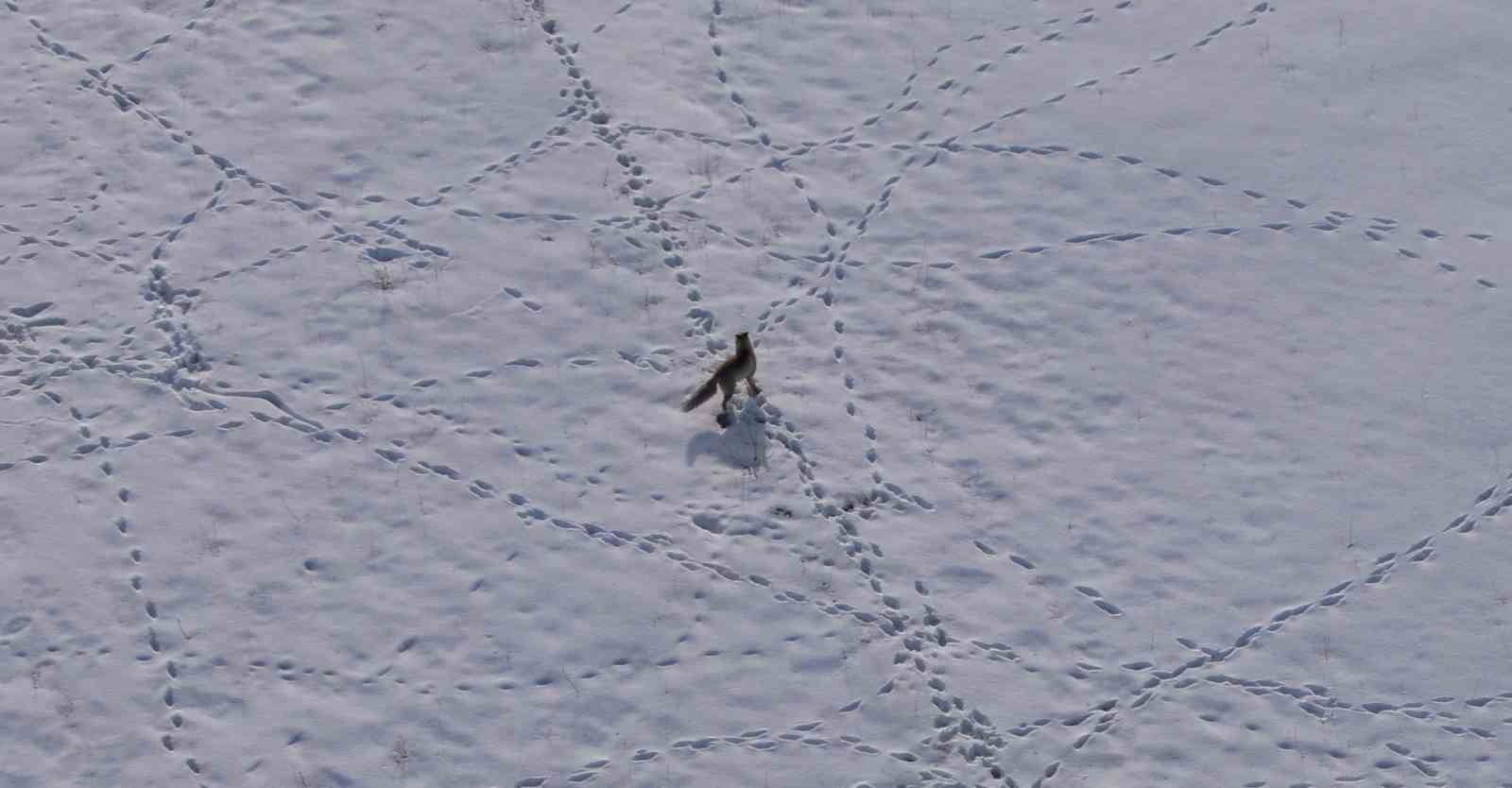 Van’da tilkilerin fare avı kameraya yansıdı