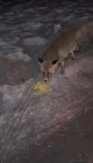 Tilkiyi elleriyle verdiği cips ile besledi